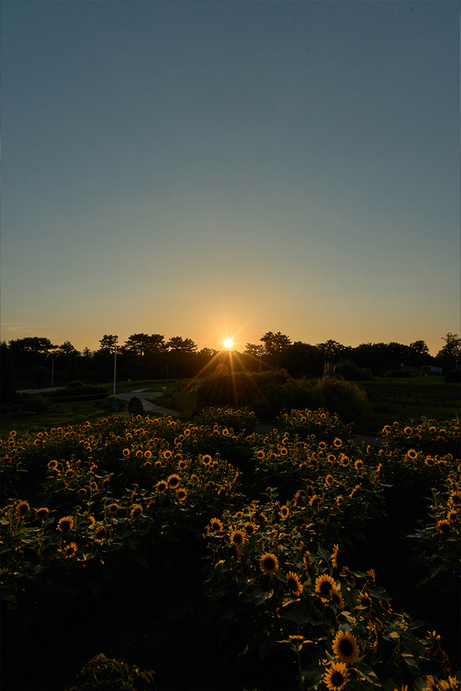 ひまわり畑　服部緑地公園　夕焼け